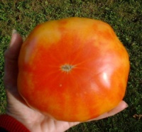 Tomate eva s amish stripe-1.jpg