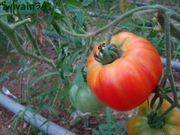 Tomate eva s amish stripe-2.jpg