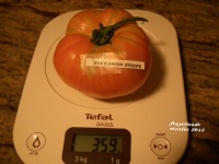 Tomate eva s amish stripe.jpg