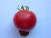 Tomate eva s purple ball-1.jpg