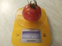 Tomate eva s purple ball-2.jpg