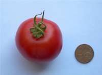 Tomate eva s purple ball.jpg