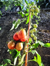 Tomate evans purple pear.jpg