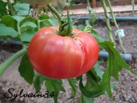 Tomate faworyt-1.jpg