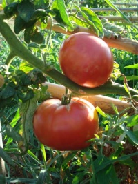 Tomate faworyt.jpg