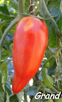 Tomate federle-1.jpg