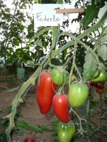 Fichier:Tomate federle.jpg