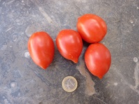 Tomate fiaschetto-1.jpg