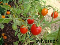Tomate fiaschetto-2.jpg