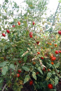 Tomate fiaschetto.jpg