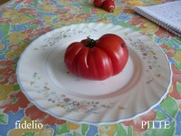Tomate fidelio.jpg