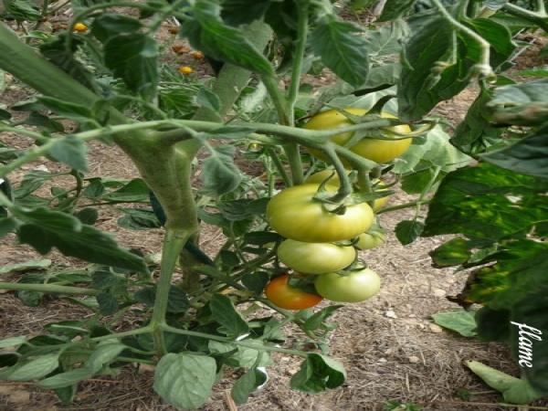 Fichier:Tomate flame-1.jpg