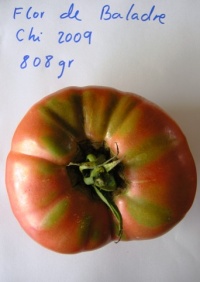 Tomate flor velarde-1.jpg