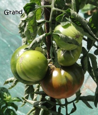 Tomate frankstein black op-1.jpg