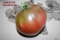 Tomate frankstein black op-2.jpg