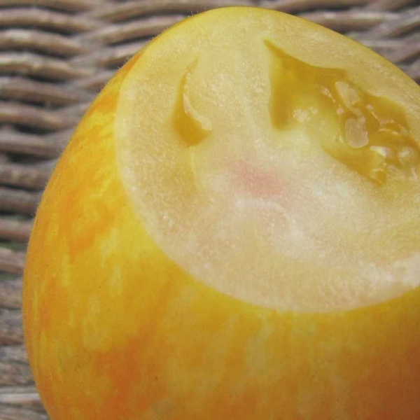 Fichier:Tomate furry yellow hog-1.jpg