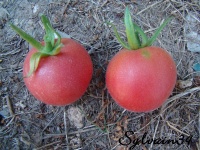Tomate fuzzy-1.jpg