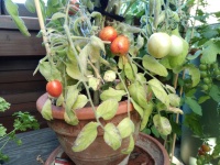 Tomate fuzzy wuzzy-1.jpg