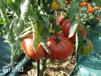 Tomate geante d Orembourg-1.jpg