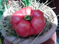 Tomate geante d Orembourg-2.jpg