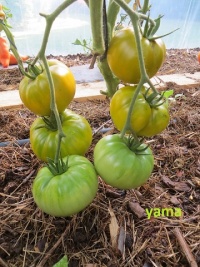 Tomate george s green-1.jpg