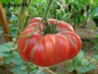 Tomate german johnson pink-1.jpg