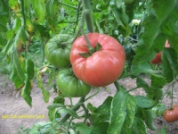 Tomate german johnson pink.jpg