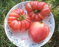Tomate giant 11.jpg