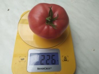 Tomate giant syrian-1.jpg