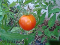 Tomate glasnot.jpg