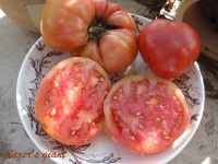 Tomate glazers giants.jpg