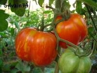 Tomate gogoshary striped.jpg
