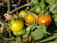Tomate golden bison-2.jpg