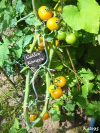 Tomate golden konigin-1.jpg
