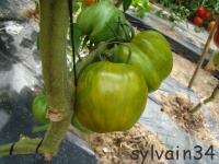 Tomate green bell pepper-1.jpg