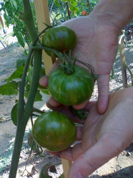 Fichier:Tomate green copia-1.jpg