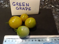 Tomate green grape op-2.jpg