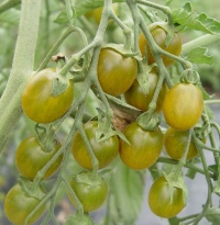 Tomate green grape op.jpg
