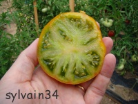 Tomate green velvet op-2.jpg