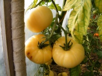 Tomate grosse blanche op-2.jpg