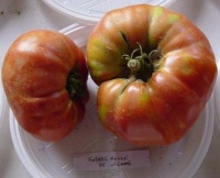 Tomate grosse rouge de vienne-1.jpg