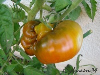 Tomate grosse serge.jpg