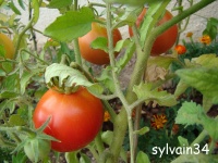 Tomate grushowka op-1.jpg