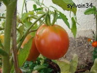 Tomate grushowka op-2.jpg