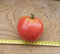 Tomate grushowka op.jpg