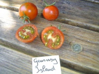 Tomate guernsey island-1.jpg