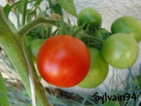 Tomate harbinger op.jpg