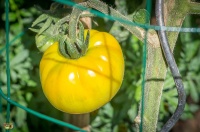 Tomate hartsack yellow op-2.jpg
