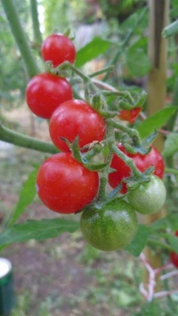 Tomate hawaiian currant.jpg