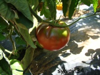 Tomate heart s delight black-1.jpg